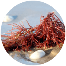 Carrageenan